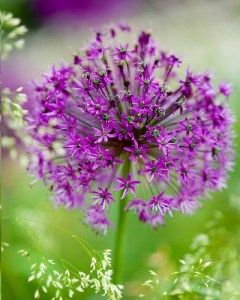 Allium purple sensation.jpg